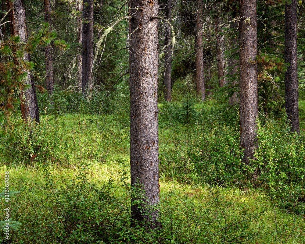 Exploring the greenery of the pine forests in Banff National Park in Alberta, Canada