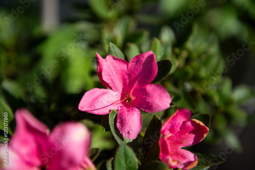 Medium shot of bright pink azalea blossoms against a blurred background of bright green leaves.