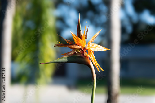 Bird of Paradise flower resembles a comical wading bird 's head with orange plumes and long slender neck seen from the side. photo