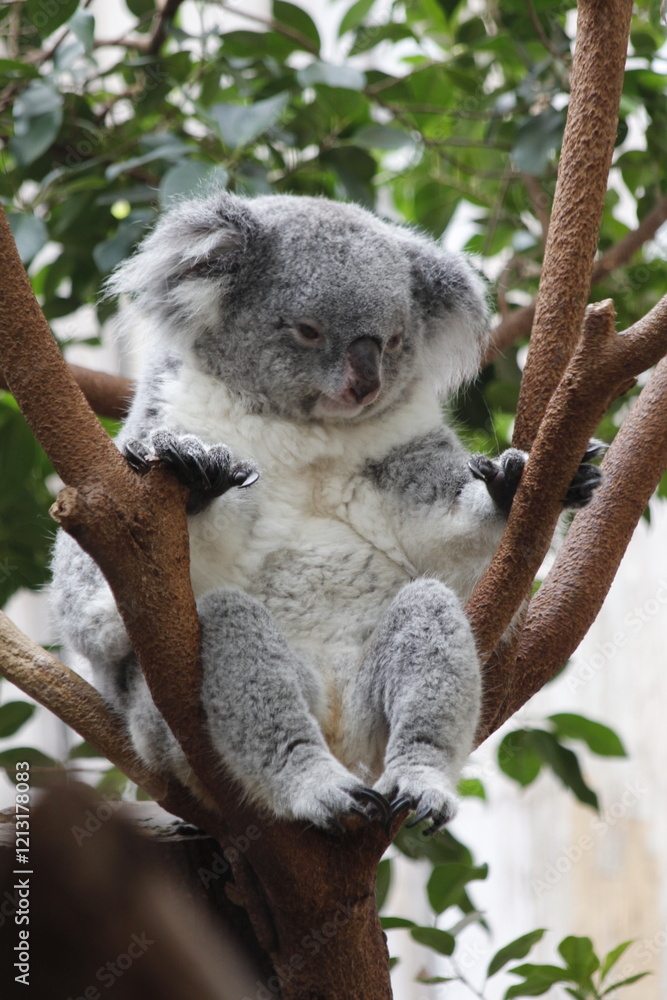 Obraz premium Koala