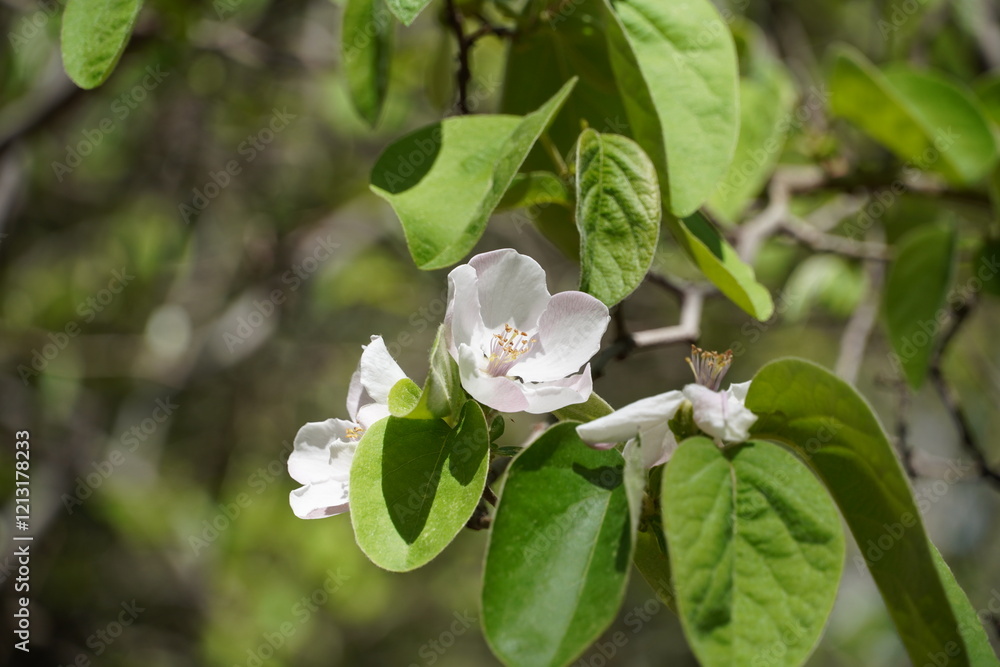 Quince, or Cydonia oblonga flower on a tree Quince, or Cydonia oblonga flower on a tree