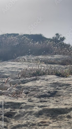 flowers at wind at sunset in otranto salento apulia italy