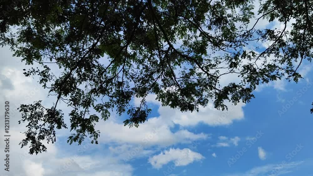 Tree branches with green foliage against white cloudy blue sky Tree branches with green foliage against white cloudy blue sky