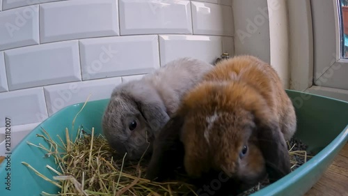 Two cute lop eared rabbits, best friends. Indoor free roam rabbits. Happy baby bunnies. 