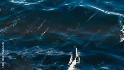 Wallpaper Mural The fish birds move through the ocean looking for a place to lay their eggs, and the sharks lie in wait for food, which is the fish birds' caviar. Torontodigital.ca