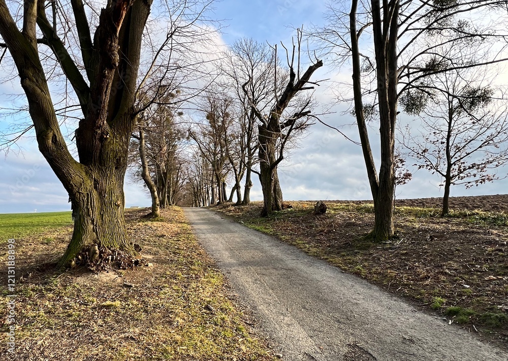 path through an alley with leafless trees path through an alley with leafless trees