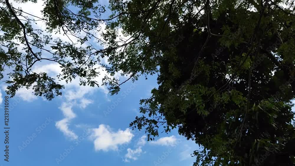 Tree branches with green foliage against white cloudy blue sky Tree branches with green foliage against white cloudy blue sky