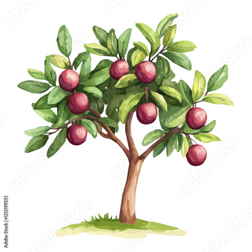 Governors Plum Tree with Fruit – Watercolor Illustration, Botanical Art, Tropical Fruit Painting, Garden-Inspired Artwork, Nature Wall Decor
