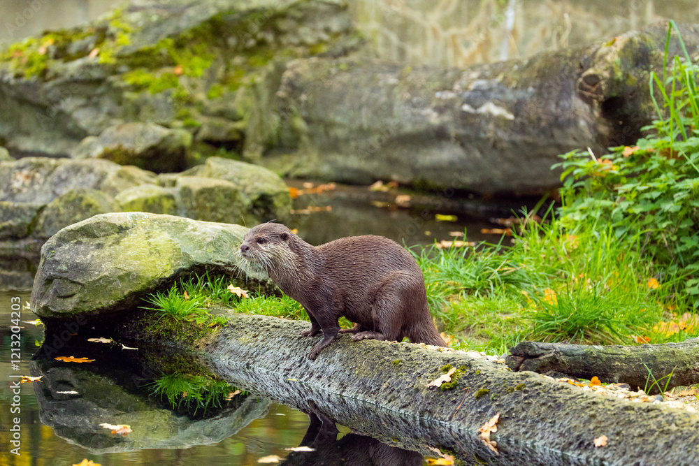 Asian small clawed otter Amblonyx cinerea, small clawed otter Asian small clawed otter Amblonyx cinerea, small clawed otter