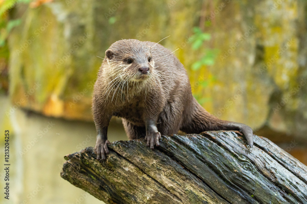 Asian small clawed otter Amblonyx cinerea, small clawed otter Asian small clawed otter Amblonyx cinerea, small clawed otter