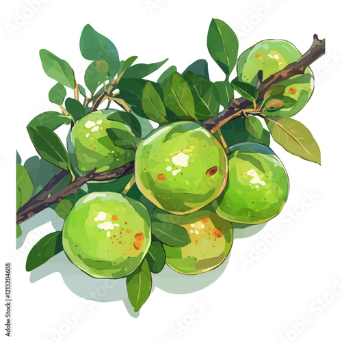 Hala Fruit Plant with Fruit – Exotic Watercolor Vector Illustration for Creative Designs  
