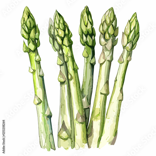 Watercolor Illustration of Fresh Green Asparagus