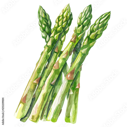 Watercolor Illustration of Fresh Green Asparagus