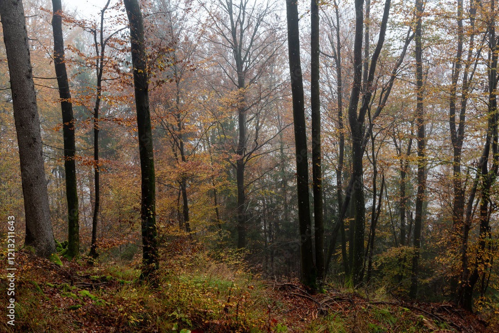 Fototapeta premium Fog covering autumn forest with colorful foliage on a misty morning