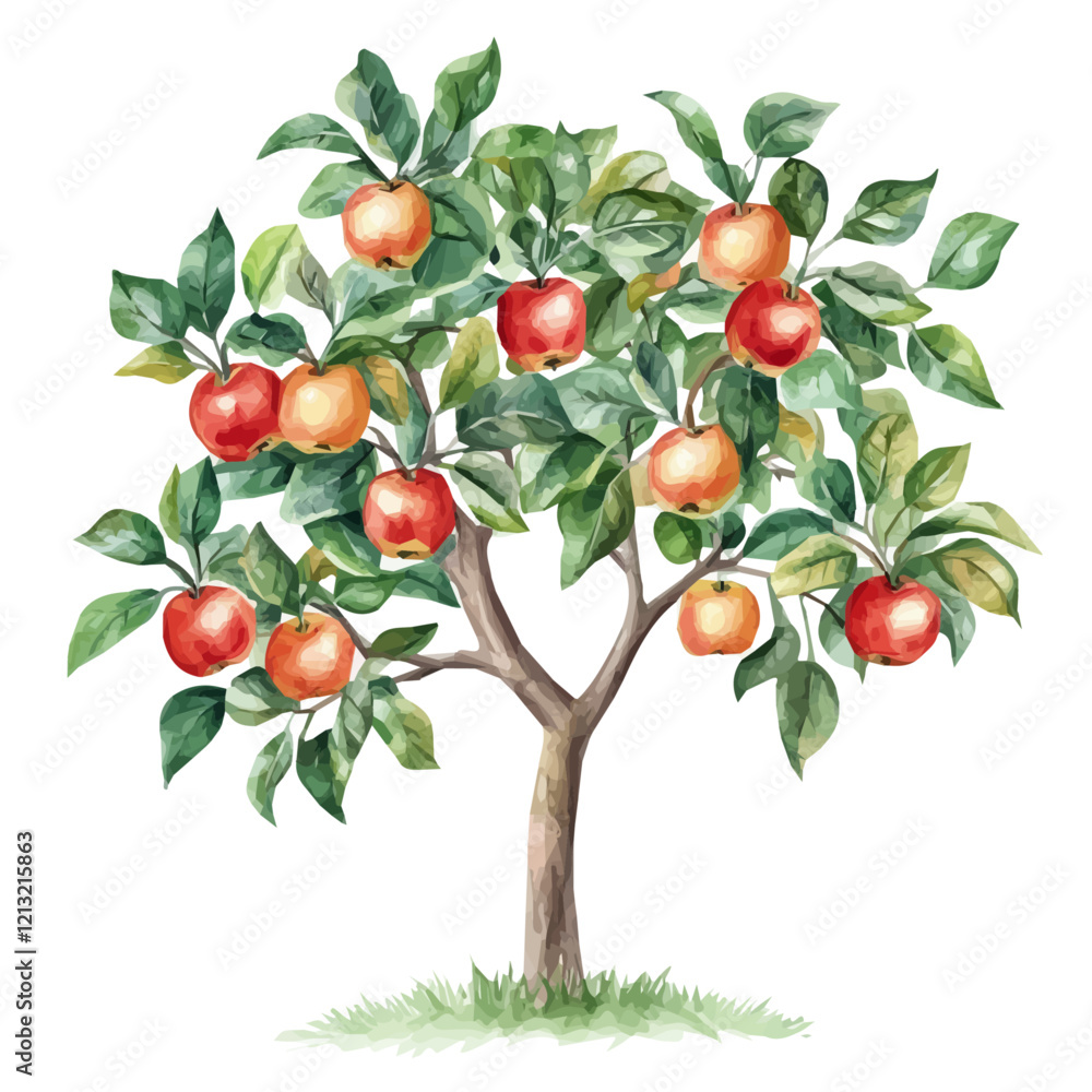 Obraz premium Java Apple Tree with Fruit – Exotic Watercolor Vector Illustration for Artistic Creations 
