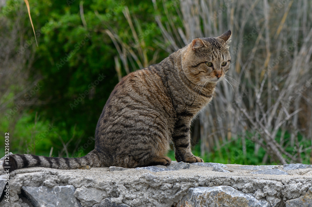 Striped feline relaxes on a stone wall amidst a lush, green backdrop in the early evening light Striped feline relaxes on a stone wall amidst a lush, green backdrop in the early evening light