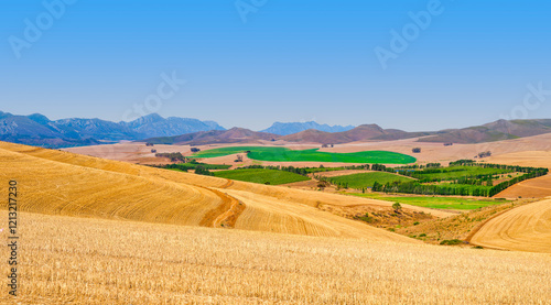 Obraz na płótnie Scenic view of green crop patches amidst golden harvested fields in the rolling hills of Villiersdorp, Villiersdorp, South Africa w salonie