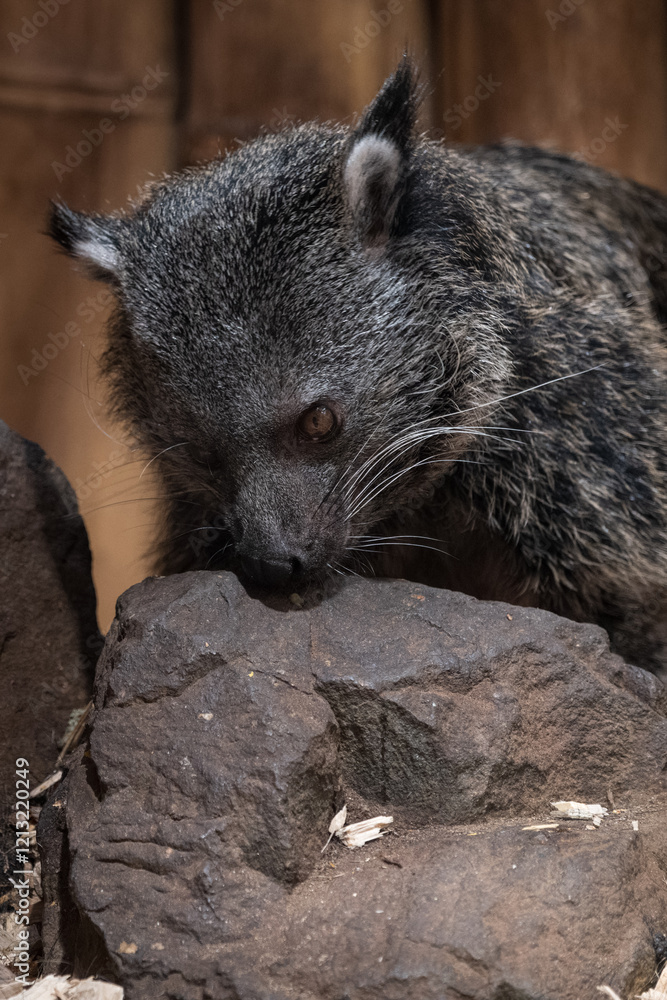 An adult binturong in captivity sniffs a rock.
An adult binturong in captivity sniffs a rock.