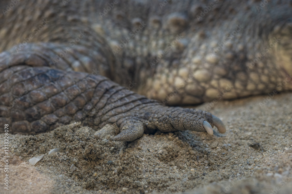 Detail of the claw of a crocodile lying in the sand on the front leg.
Detail of the claw of a crocodile lying in the sand on the front leg.