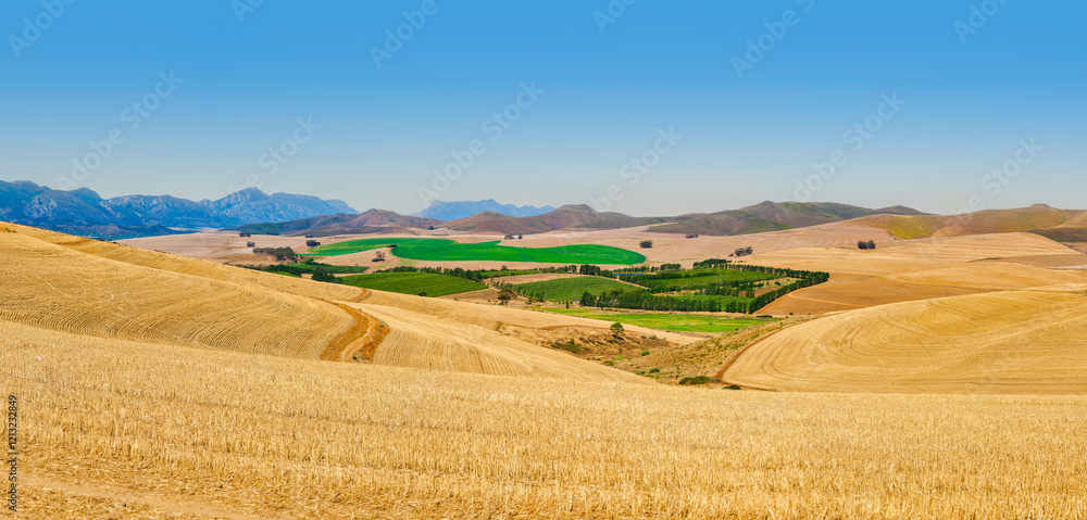 Panoramic view of green crop patches amidst golden harvested fields in the rolling hills of Villiersdorp, Villiersdorp, South Africa