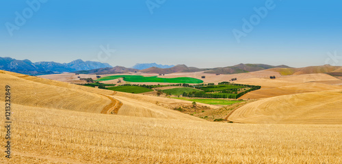 Obraz na płótnie Panoramic view of green crop patches amidst golden harvested fields in the rolling hills of Villiersdorp, Villiersdorp, South Africa w salonie