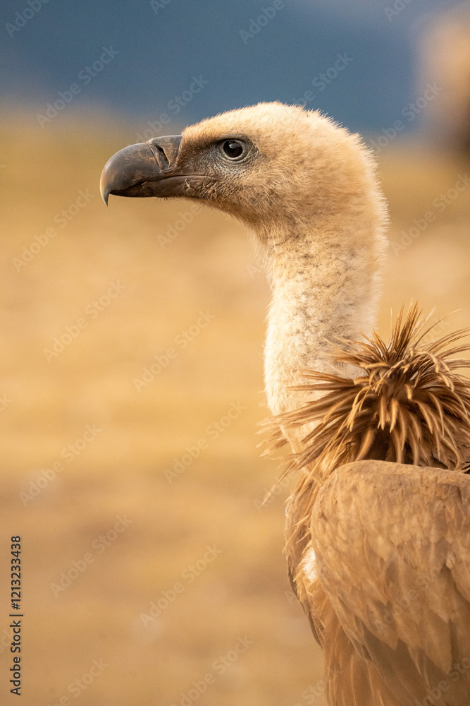 Griffon vulture (Gyps fulvus) photographed in Spain Griffon vulture (Gyps fulvus) photographed in Spain