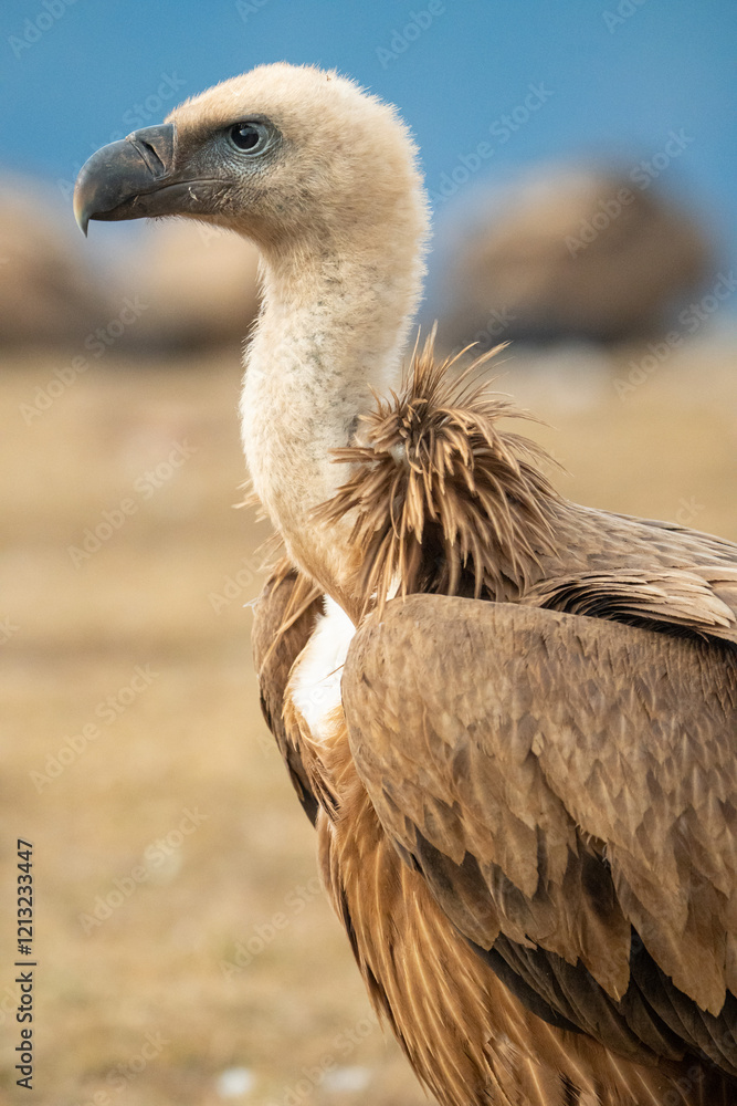 Griffon vulture (Gyps fulvus) photographed in Spain