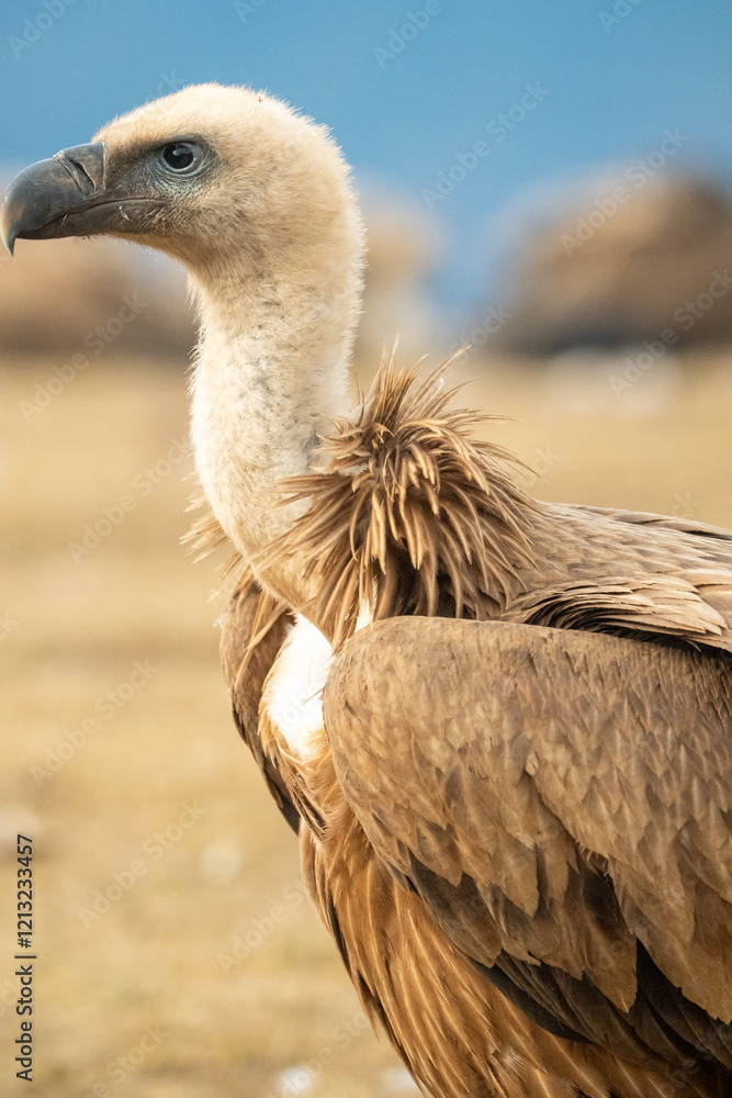 Griffon vulture (Gyps fulvus) photographed in Spain Griffon vulture (Gyps fulvus) photographed in Spain
