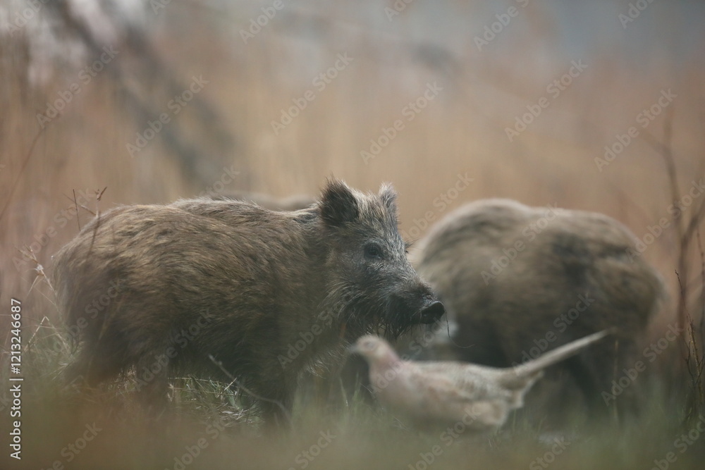 Dzik euroazjatycki, dzik, (Sus scrofa) Dzik euroazjatycki, dzik, (Sus scrofa)