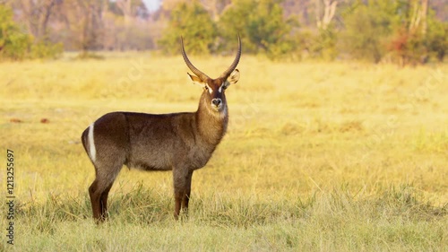 A waterbuck (Kobus ellipsiprymnus) looking at the camera in Okavango delta Moremi Game Reserve of South africa.