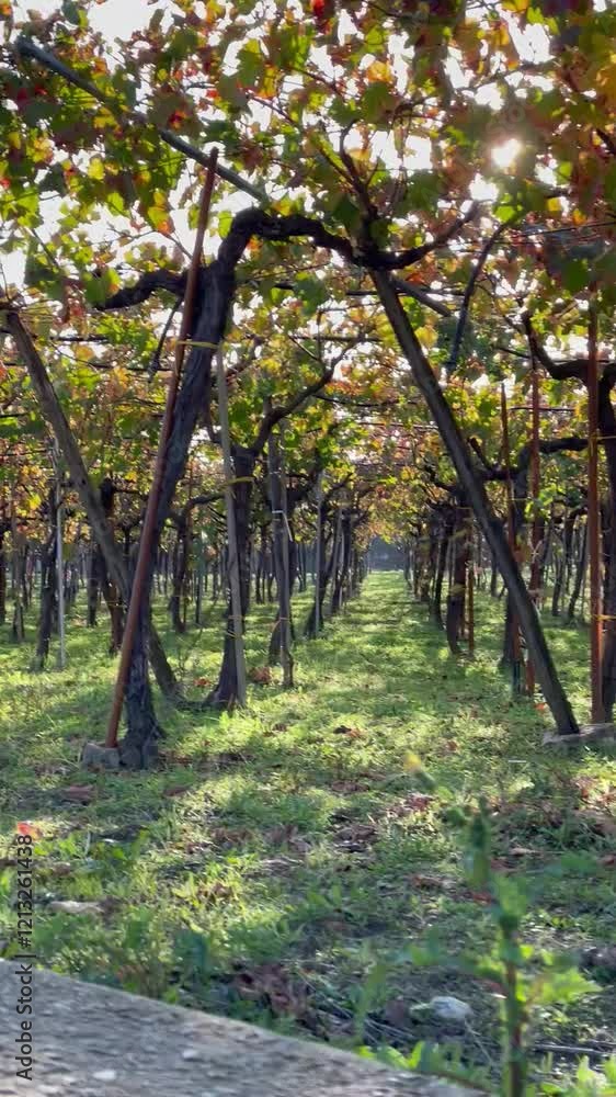 path in autumn vineyard in canosa apulia italy path in autumn vineyard in canosa apulia italy