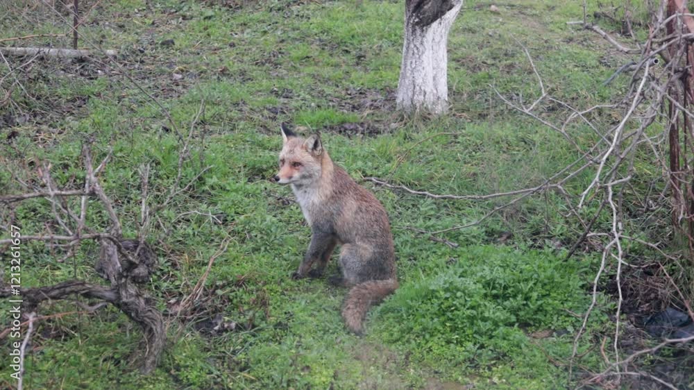 The fox sits on the green grass and looks around The fox sits on the green grass and looks around
