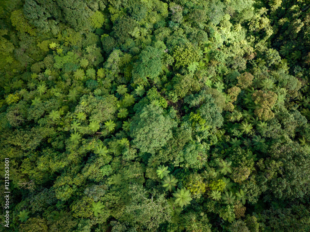 A breathtaking view of a lush green forest canopy captured from above, highlighting natures beauty A breathtaking view of a lush green forest canopy captured from above, highlighting natures beauty
