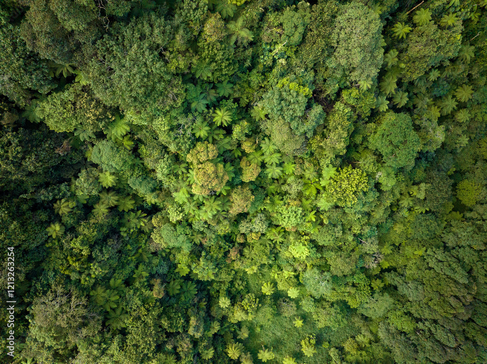 A breathtaking view of a lush green forest canopy captured from above, highlighting natures beauty A breathtaking view of a lush green forest canopy captured from above, highlighting natures beauty