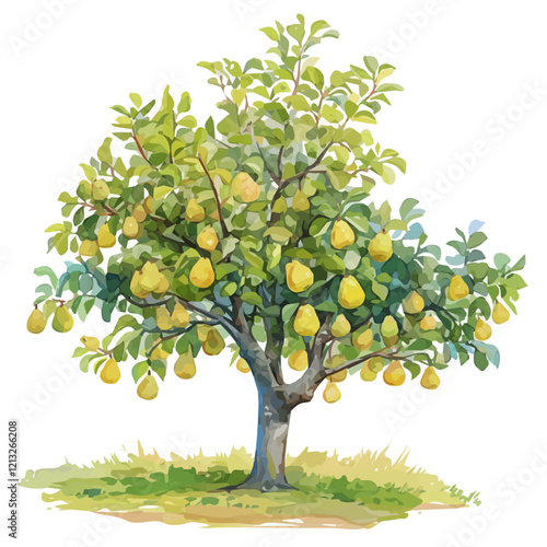 Pear Tree with Fruit | Delicate Watercolor Flat Vector Artwork.  
