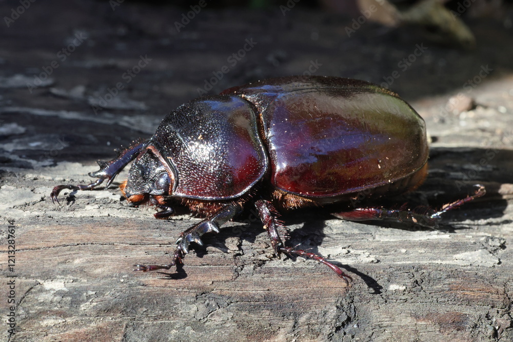 Augosoma centaurus, the centaurus beetle, is a species of rhinoceros beetle found in tropical Africa. Augosoma centaurus, the centaurus beetle, is a species of rhinoceros beetle found in tropical Africa.