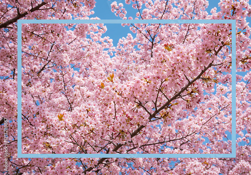 벚꽃 이미지 사쿠라 벚꽃축제 봄 블로섬 계절꽃 실사
