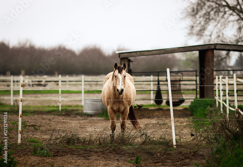 Εκτύπωση καμβά Buckskin gelding in paddock.