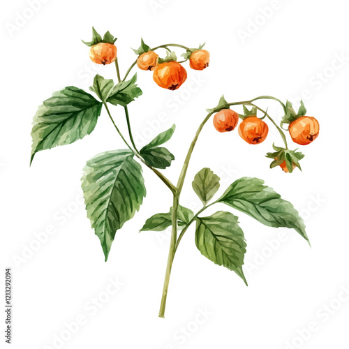 Salmonberry Plant with Ripe Berries | Artistic Watercolor Botanical Illustration.  
