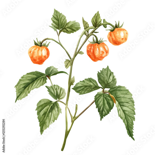 Salmonberry Plant with Ripe Berries | Artistic Watercolor Botanical Illustration.  
