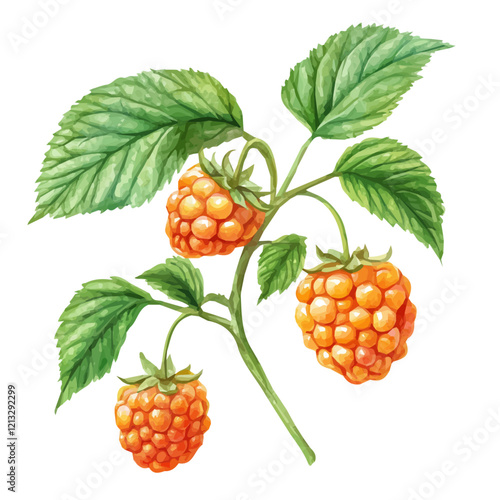 Salmonberry Plant with Ripe Berries | Artistic Watercolor Botanical Illustration.  
