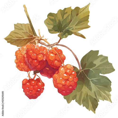 Salmonberry Plant with Ripe Berries | Artistic Watercolor Botanical Illustration.  
