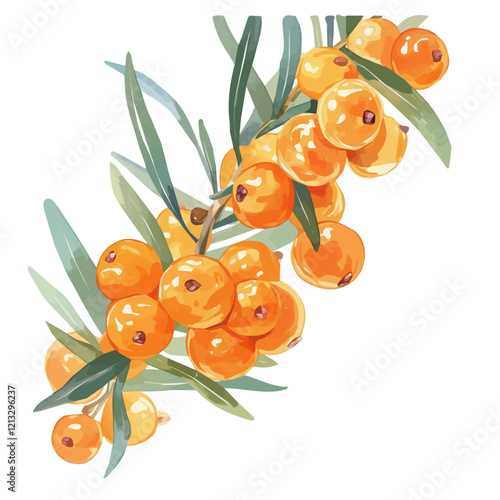 Sea Buckthorn Plant with Fruit | Vibrant Watercolor Flat Vector Illustration.  
