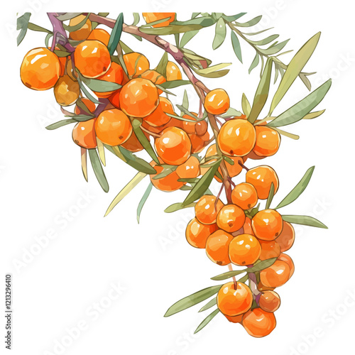 Sea Buckthorn Plant with Fruit | Vibrant Watercolor Flat Vector Illustration.  
