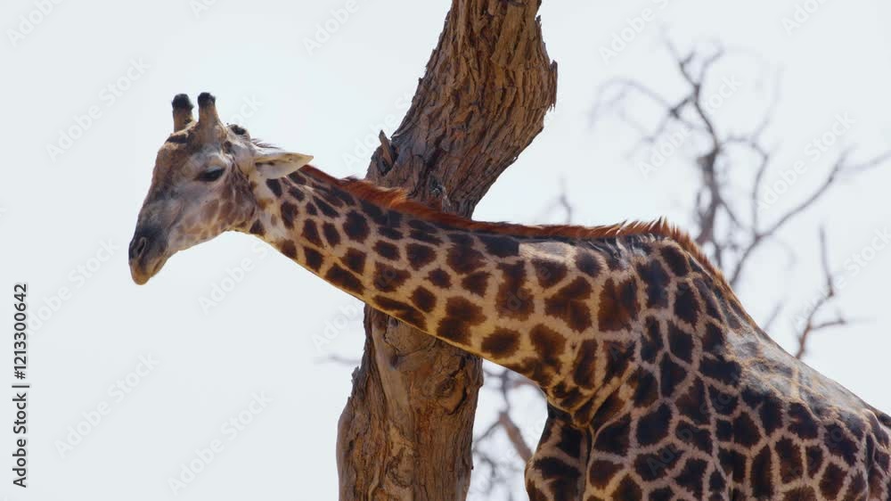 A Giraffe Scratching his neck with a tree. Khwai Moremi Game Reserve of South africa. A Giraffe Scratching his neck with a tree. Khwai Moremi Game Reserve of South africa.