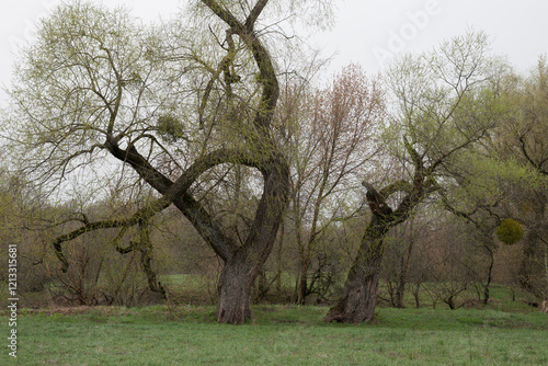 Old willow tree spring nature