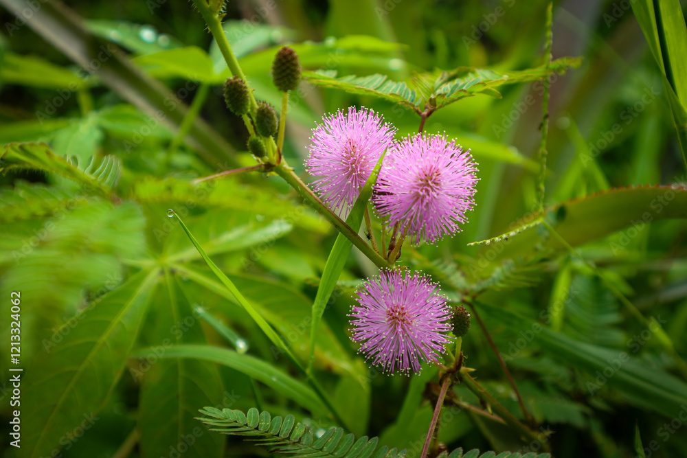 Mimosa flower blooms in the garden
Mimosa flower blooms in the garden
Mimosa flower blooms in the garden
Mimosa flower blooms in the garden
