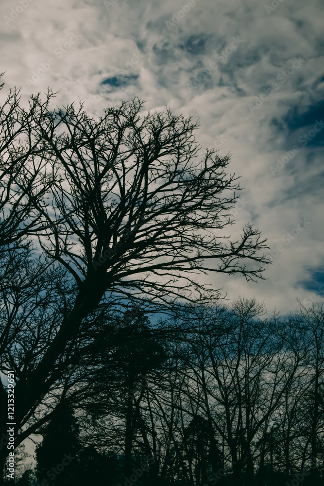 Silhouetted bare tree branches against a cloudy sky with textured clouds and dim atmospheric lighting. Silhouetted bare tree branches against a cloudy sky with textured clouds and dim atmospheric lighting.