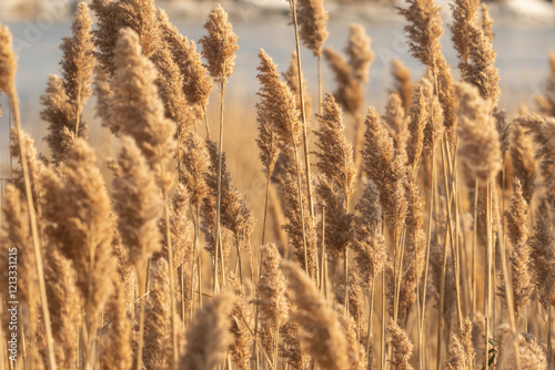 tall stalks of golden brown reed grass are blown in the wind with fluffy seed pods at the top of each stem, serves as a food source for many birds photo