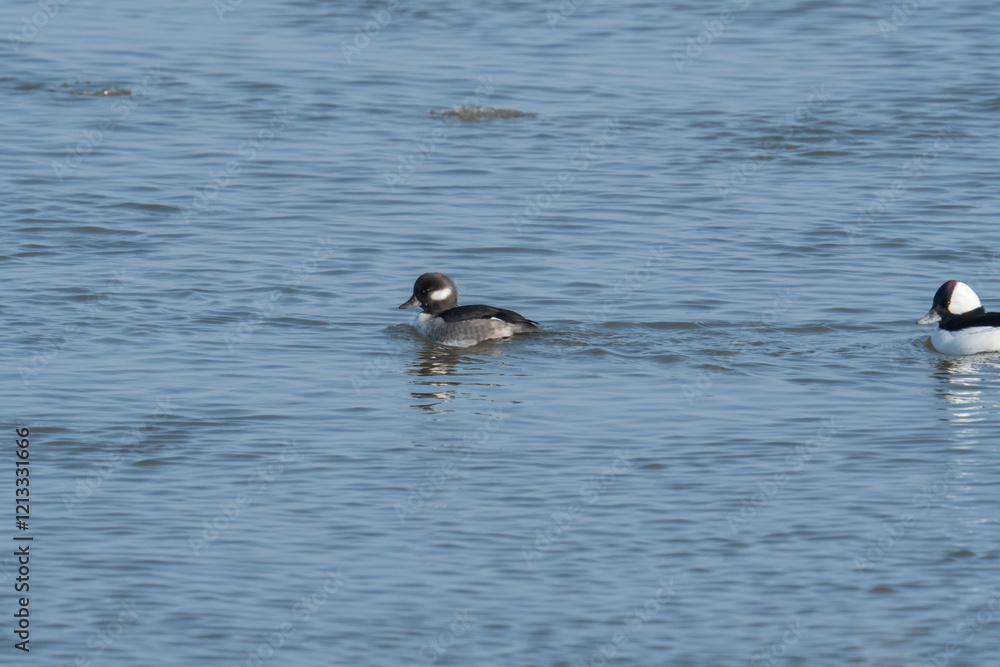 female bufflehead suck swims in the icy cold river in her overwinter non breeding location in the eastern coastal US, with a male following. behind her female bufflehead suck swims in the icy cold river in her overwinter non breeding location in the eastern coastal US, with a male following. behind her